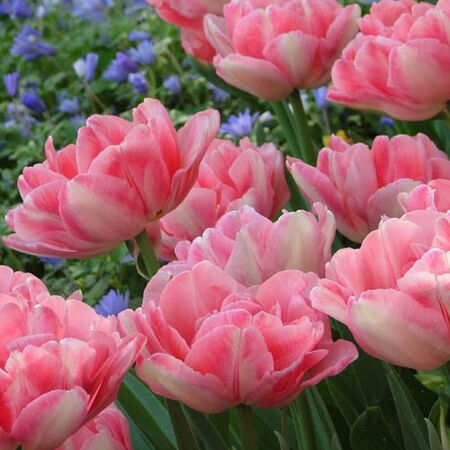 Fox Trot, Tulip Bulbs - 50 Bulbs image number null