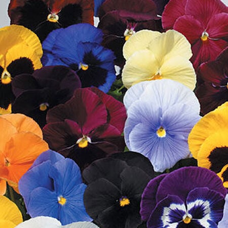 Atlas Mix, Pansy Seeds - Packet image number null