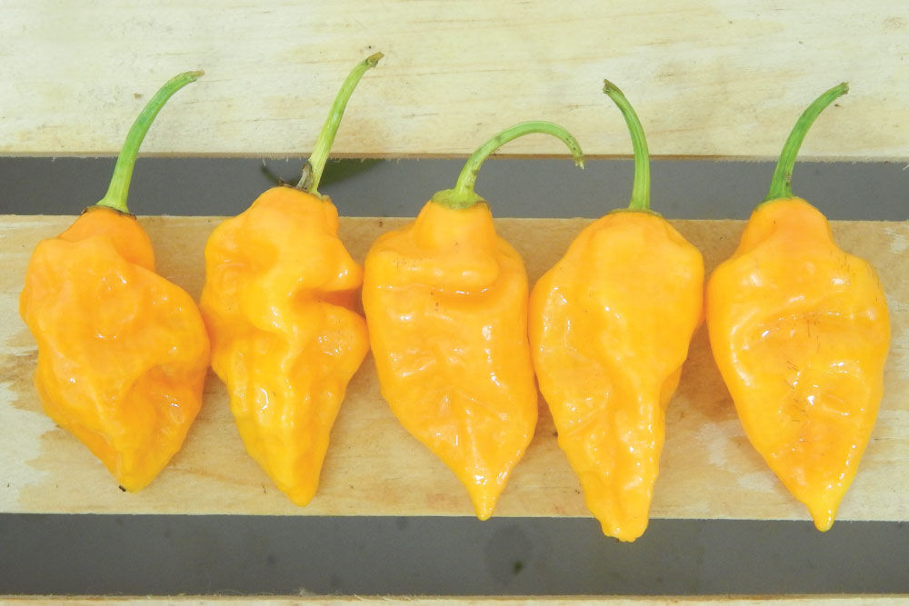 Spicy hotsell yellow peppers