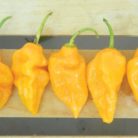 Yellow Bhut Jolokia, Pepper Seeds - Packet image number null