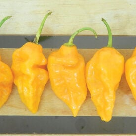 Yellow Bhut Jolokia, Pepper Seeds