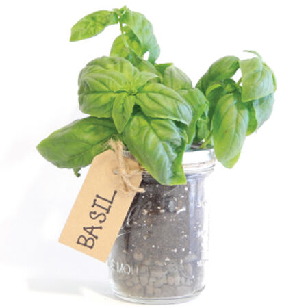 Mason Jar, Herb Kits - Mason Jar Herb Kit image number null