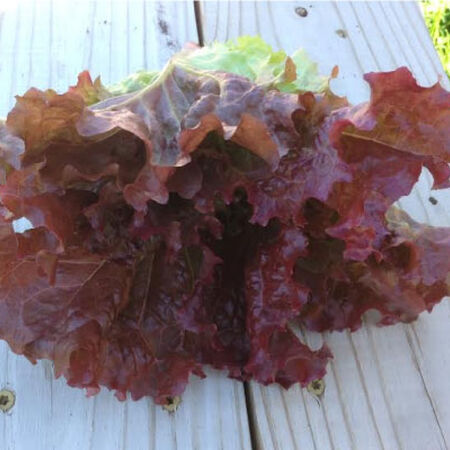 Ruby Red, Lettuce Seeds - Packet image number null