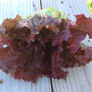 Ruby Red, Lettuce Seeds - Packet thumbnail number null