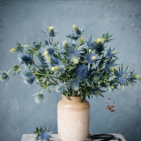 Blue Glitter, Eryngium Seeds - Packet image number null