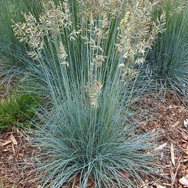 Blue fescue, Ornamental Grass Seeds