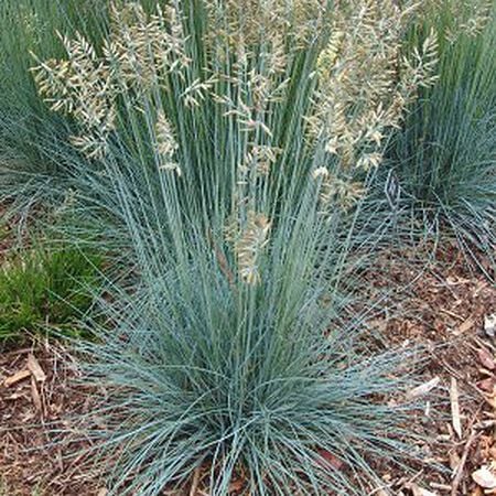 Blue Fescue, Ornamental Grass - 1 Pound image number null