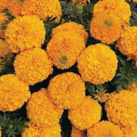 Orange Inca II, Marigold Seeds