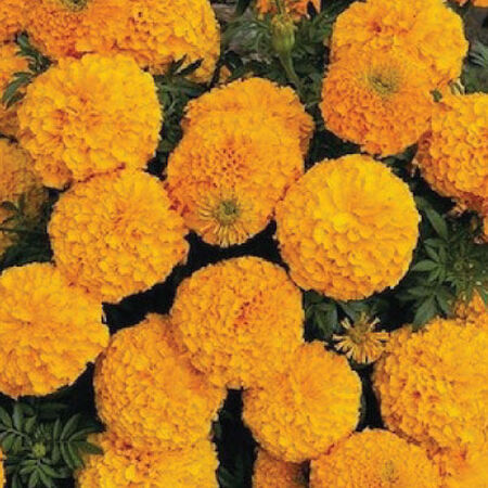 Orange Inca II, Marigold Seeds - Packet image number null
