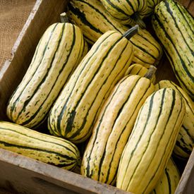Delicata, Squash Seeds
