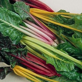 Rainbow Blend, Organic Swiss Chard Seeds