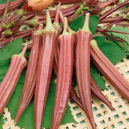 Jing Orange, Okra Seed - Packet image number null