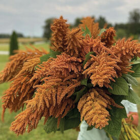 Hot Biscuits, Amaranthus Seeds