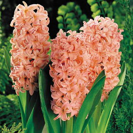 Gypsy Queen, Hyacinth Bulbs