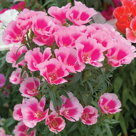 Grace Rose Pink, (F1) Clarkia Seed - Packet image number null