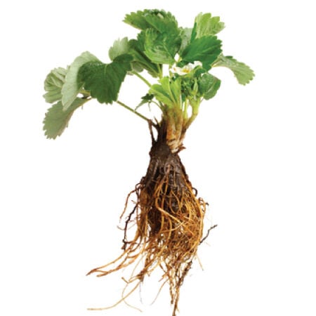 Ozark Beauty Everbearer, Strawberry Roots - 25 Roots image number null