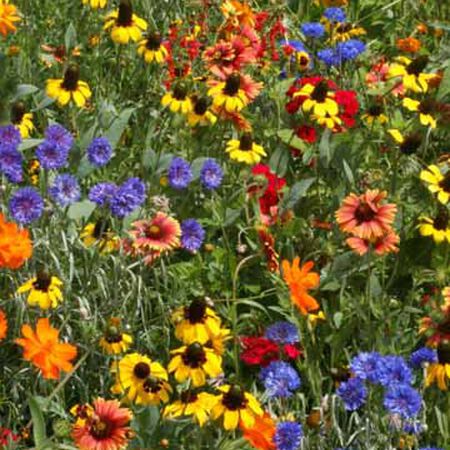 Southeast Native Wildflower Seed Mix