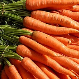 Little Finger, Organic Carrot Seeds