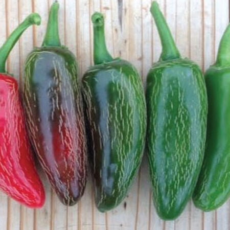 Early Jalapeno, Pepper Seeds - Packet image number null