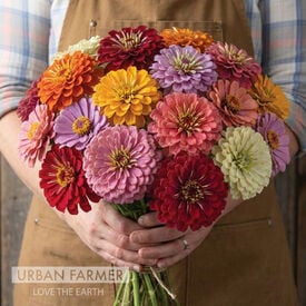 State Fair, Zinnia Seeds