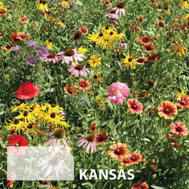 Kansas Blend, Wildflower Seed