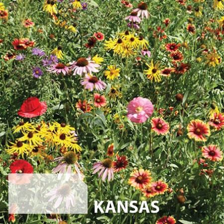 Kansas Blend, Wildflower Seed - 1 Ounce image number null