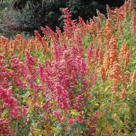 Brilliant Rainbow Quinoa, Greens