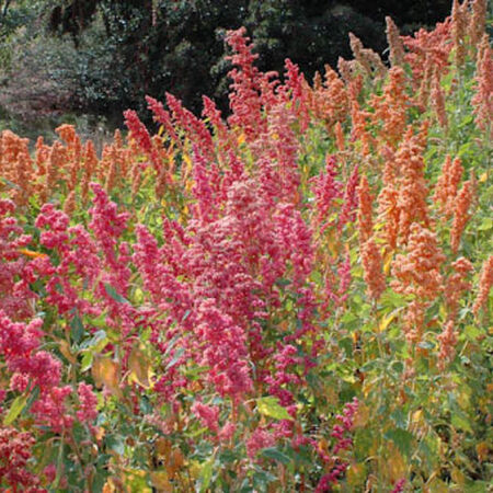 Brilliant Rainbow Quinoa, Greens - Packet image number null