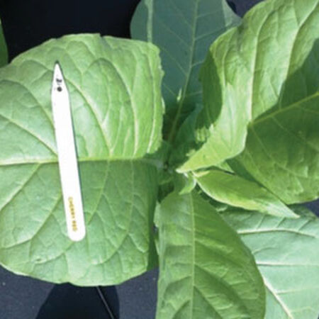 Cherry Red, Tobacco Seed - Packet image number null