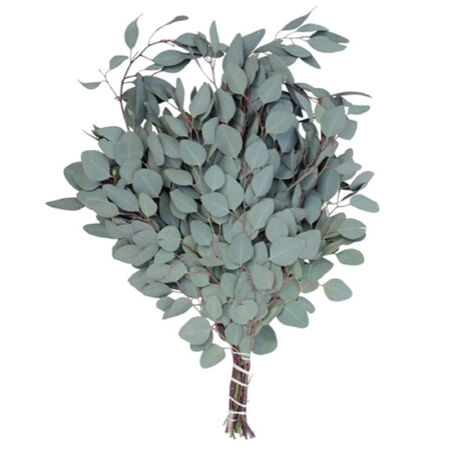 Silver Plate, Eucalyptus Seeds - 100 Seeds image number null