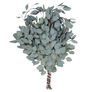 Silver Plate, Eucalyptus Seeds - 100 Seeds thumbnail number null