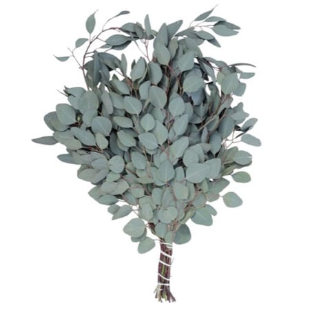 Silver Plate, Eucalyptus Seeds image number null