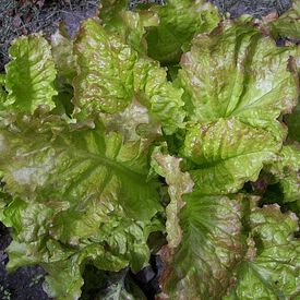 Prizehead, Lettuce Seeds