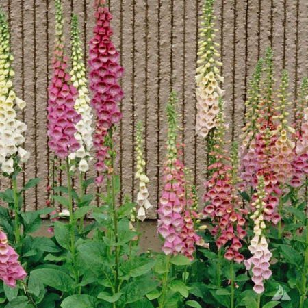 Excelsior Mix, Digitalis Seed - Packet image number null