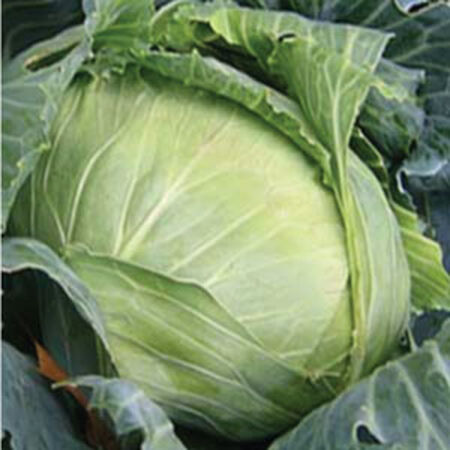 Brunswick, Cabbage Seeds - Packet image number null