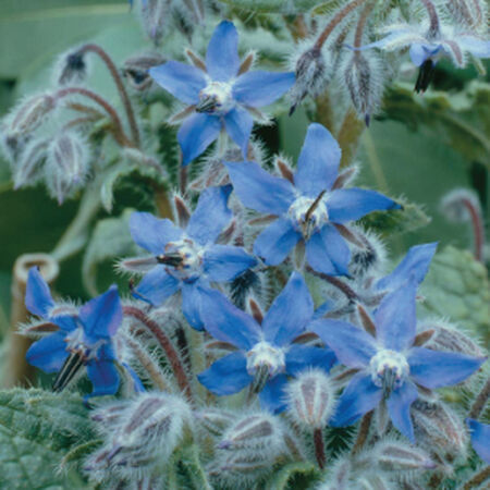 Common, Borage Seed - Packet image number null