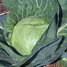 Late Flat Dutch, Cabbage Seeds