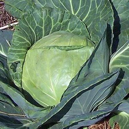 Late Flat Dutch, Cabbage Seeds - Packet image number null