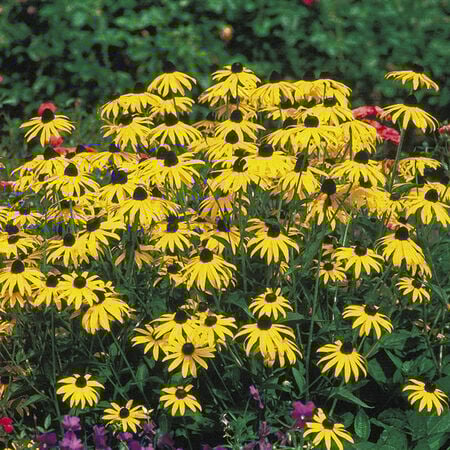 Goldstrum, Rudbeckia Seeds - 25,000 Seeds image number null