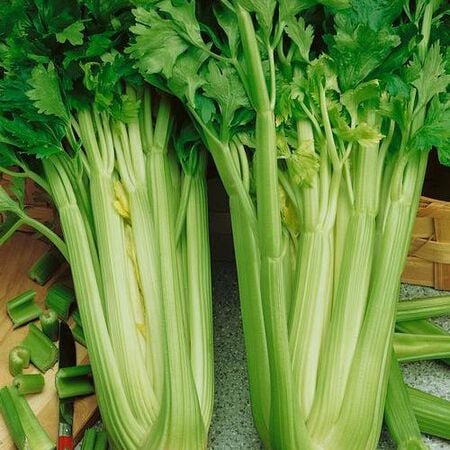 Tall Utah, Organic Celery Seeds - Packet image number null