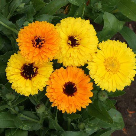 Fiesta Gitana, Calendula Seeds - Packet image number null