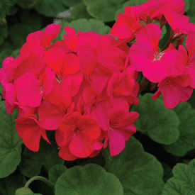 Scarlet Maverick, Geranium Seeds