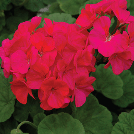 Scarlet Maverick, Geranium Seeds - Packet image number null