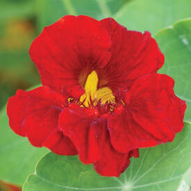 Empress of India Dwarf, Nasturtium Seeds