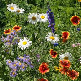 Mountain Flower Blend, Wildflower Seed