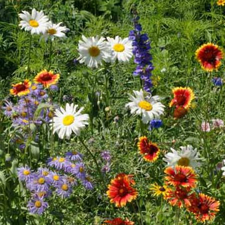 Mountain Flower Blend, Wildflower Seed - 1 Ounce image number null