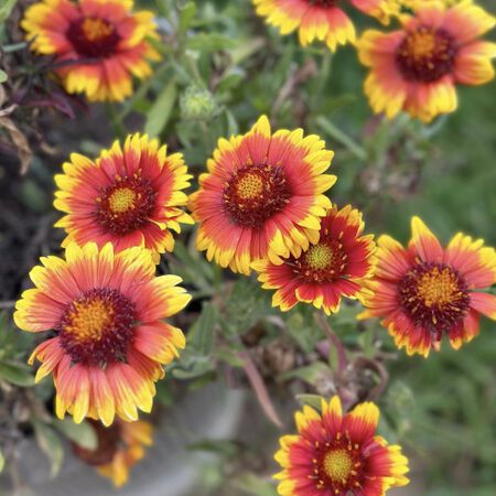 Arizona Sun, Gaillardia Urban Farmer