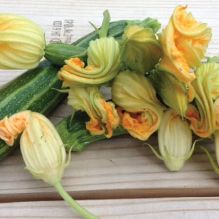 Cocozelle, Organic Zucchini Seeds - Packet image number null