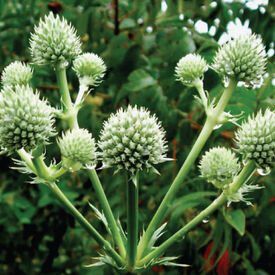 Rattlesnake Master, Eryngium Seeds