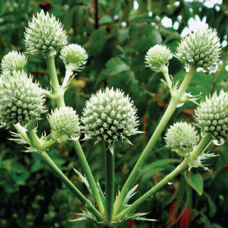 Rattlesnake Master, Eryngium Seeds - Packet image number null